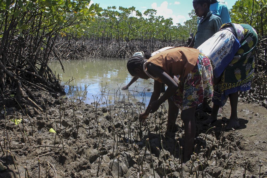 Mangroven für den Klimaschutz