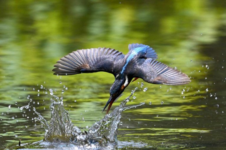 In einem Teich in Hsinchu im nördlichen Taiwan stürzt sich ein Eisvogel auf seine Beute, einen Fisch. AFP