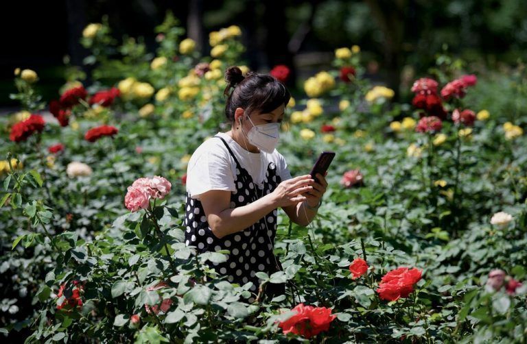 In einer Parkanlage in Peking fotografiert eine Spaziergängerin mit dem Smartphone die bunte Rosenpracht. AFP