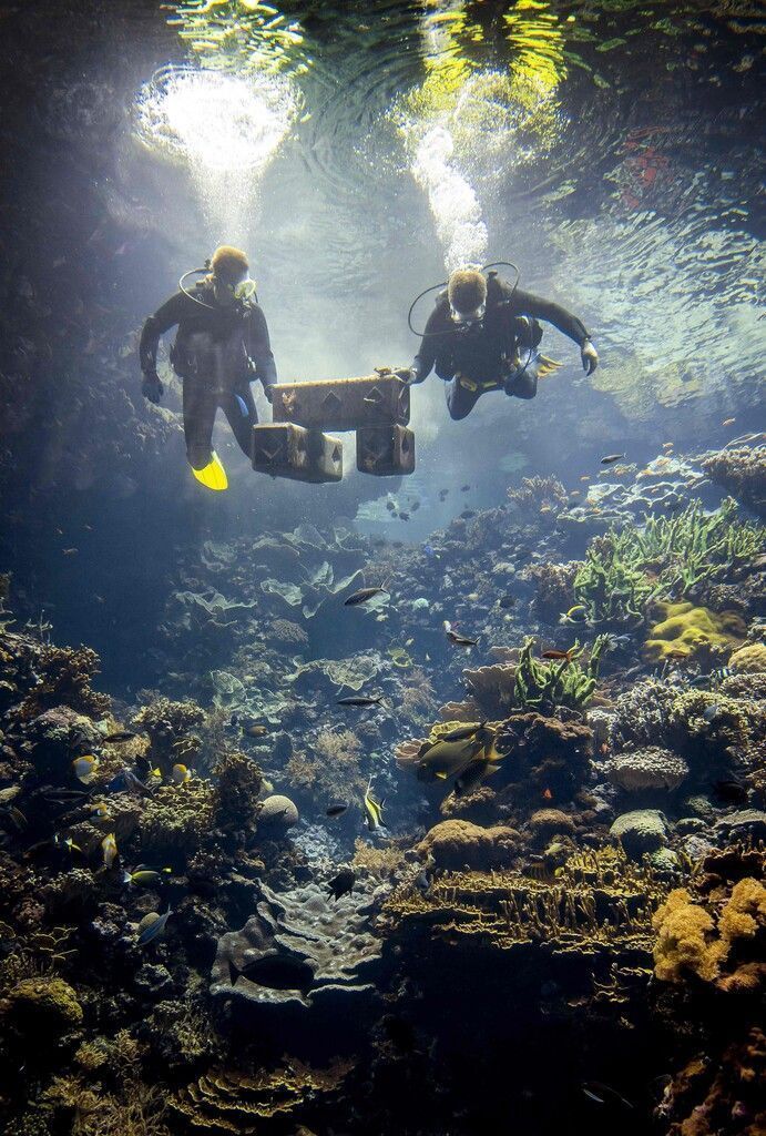 Taucher platzieren Kisten mit Korallenkolonien im tropischen Korallenriff Burgers' Ocean in Arnheim in den Niederlanden. AFP