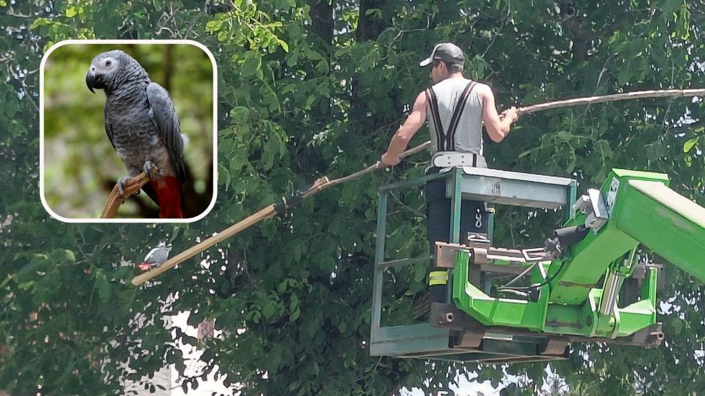 Flughilfe für in Baumkrone gestrandeten Papagei