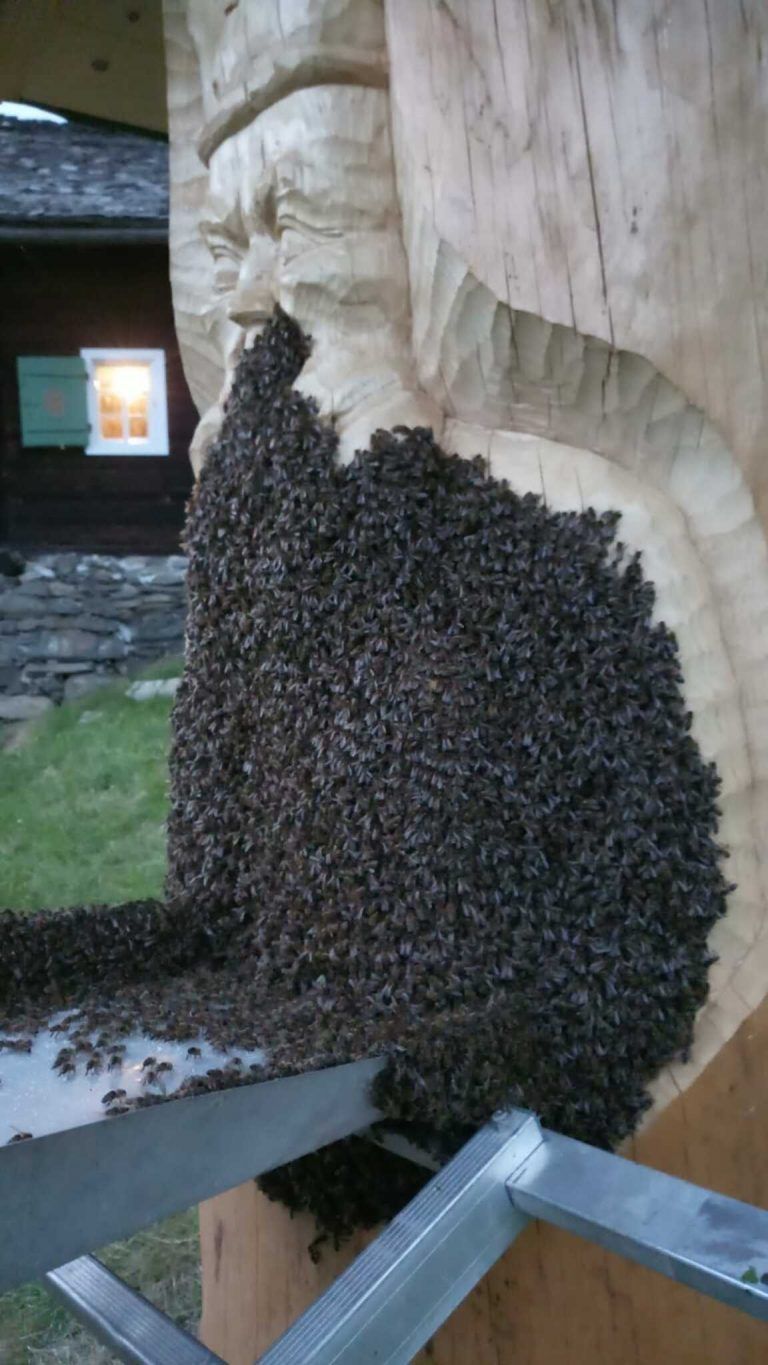 Der heilige Ambrosius mit Bienenschwarm-Bart.<span class="copyright">Simon Fiel</span>
