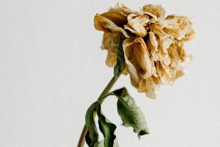 Welke Blumen haben ihre eigene Schönheit. wiedersehen.cc