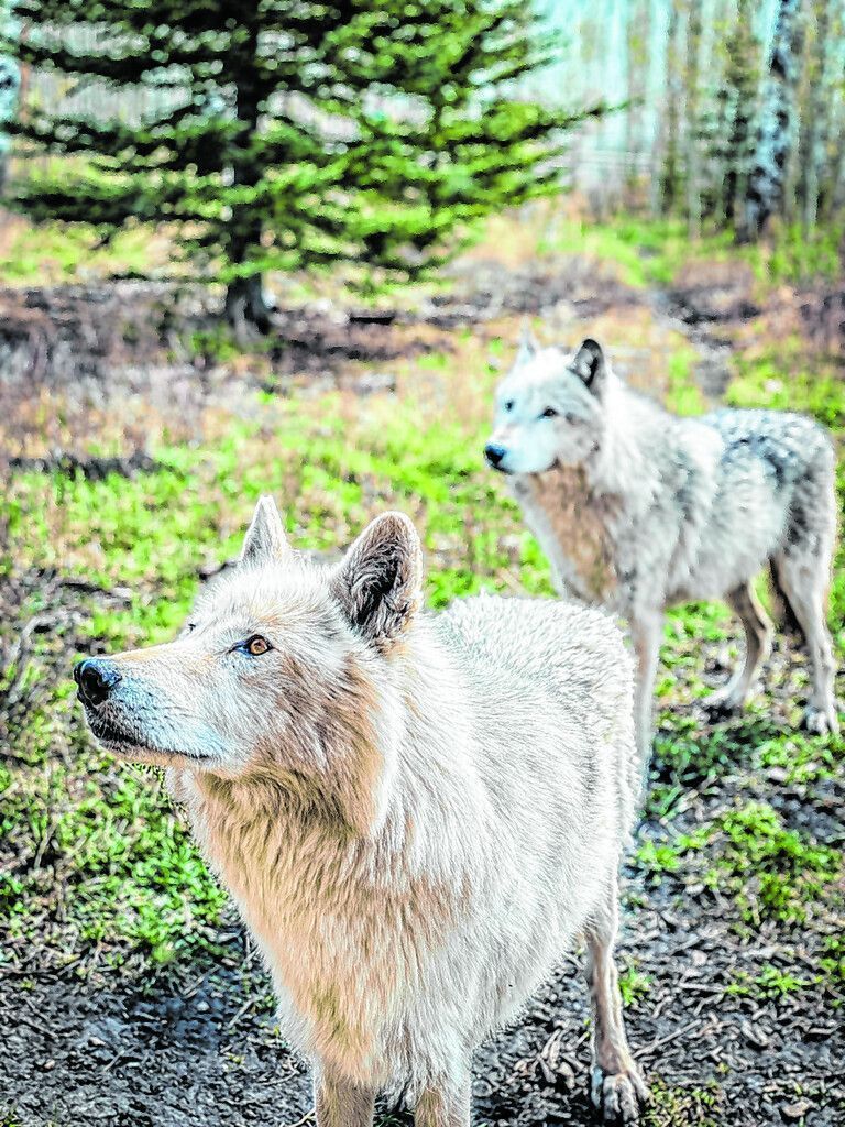 Wolfshunde aus der Nähe betrachten