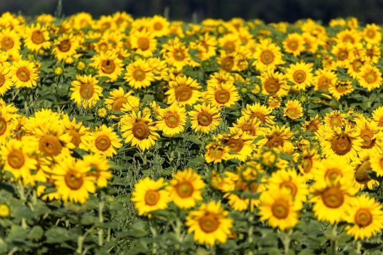 Blühende Sonnenblumen sind an einem warmen Sommermorgen auf einem Feld in Sullens, Schweiz, zu sehen. Reuters