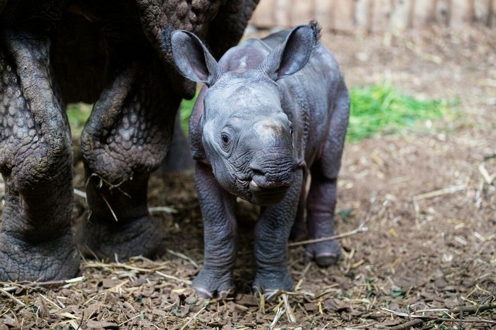 Kleines Nashorn auf Erkundungstour