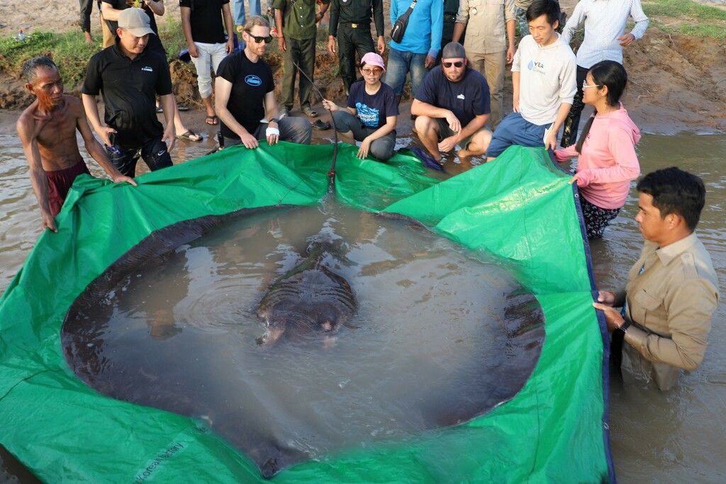 Sensationsfang im Mekong