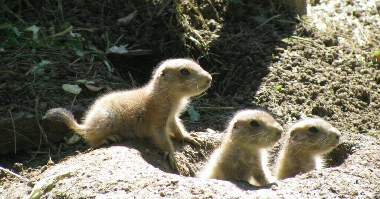 Die Präriehunde im Tiergarten Walding inspizieren neugierig ihr Gehege. APA