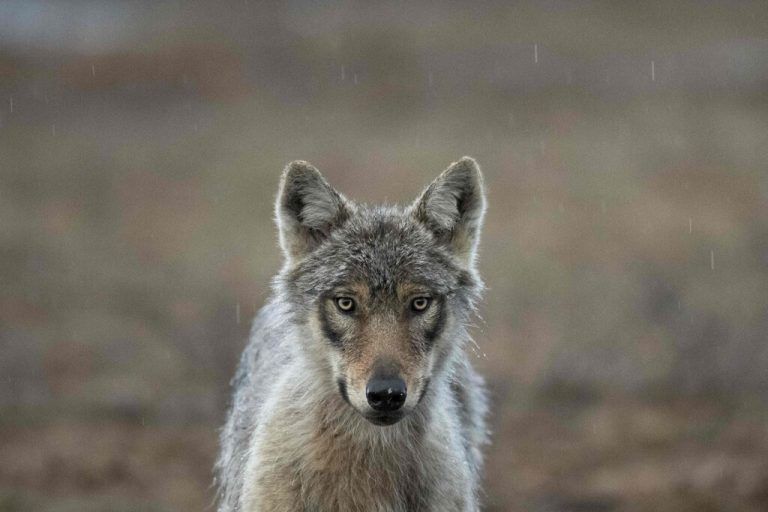 Eine Aufnahme aus Hukkajarvi - im Osten Finnlands in der Nähe der russischen Grenze gelegen - zeigt einen Wolf in der Wildnis. AFP