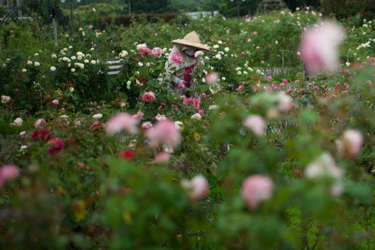 Eine Farmerin pflückt Rosen in einem Garten im Xinshang-Park in Taipeh, Taiwan. AFP