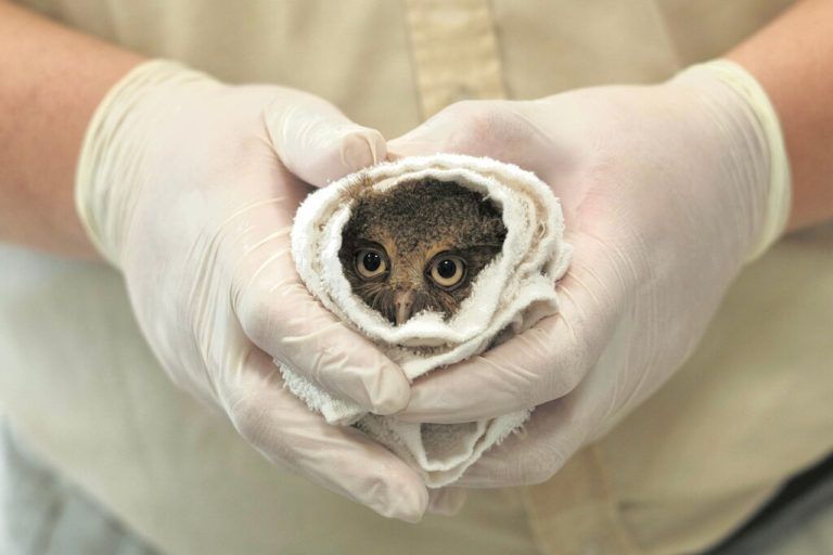 Eine noch winzige gefleckte Zwergohreule wird in einem Park in Hsinchu, Taiwan, gesundheitlich durchgecheckt. AFP