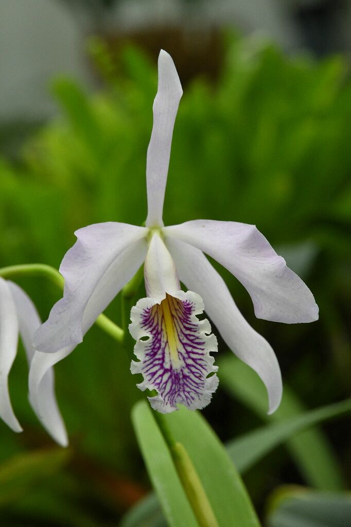 Eine Orchideenpflanze der Gattung Cattleya maxima ist im Botanischen Garten in Quito zu sehen. Dort gibt es an die 8000 Orchideen. AFP