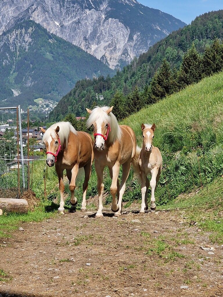 Familie Maier züchtet die Haflinger.