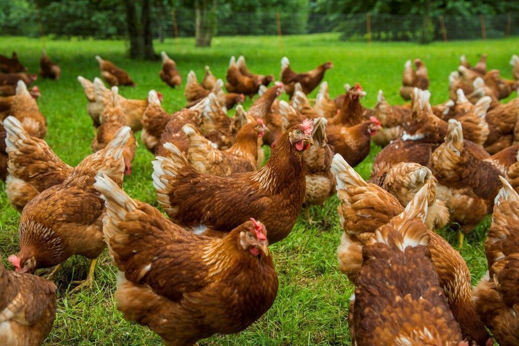 Meisterbäcker setzt auf Freiland