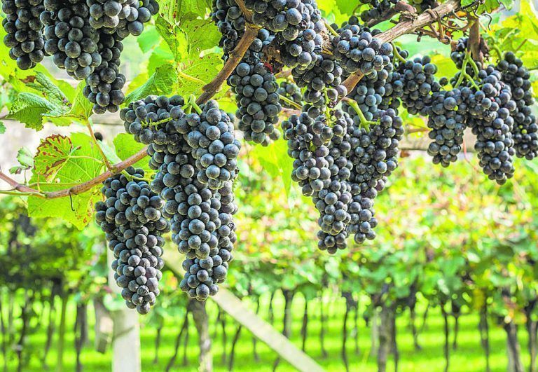 Weinregion mit viel Geschichte