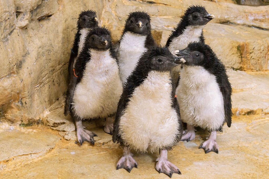 Kleine Pinguine