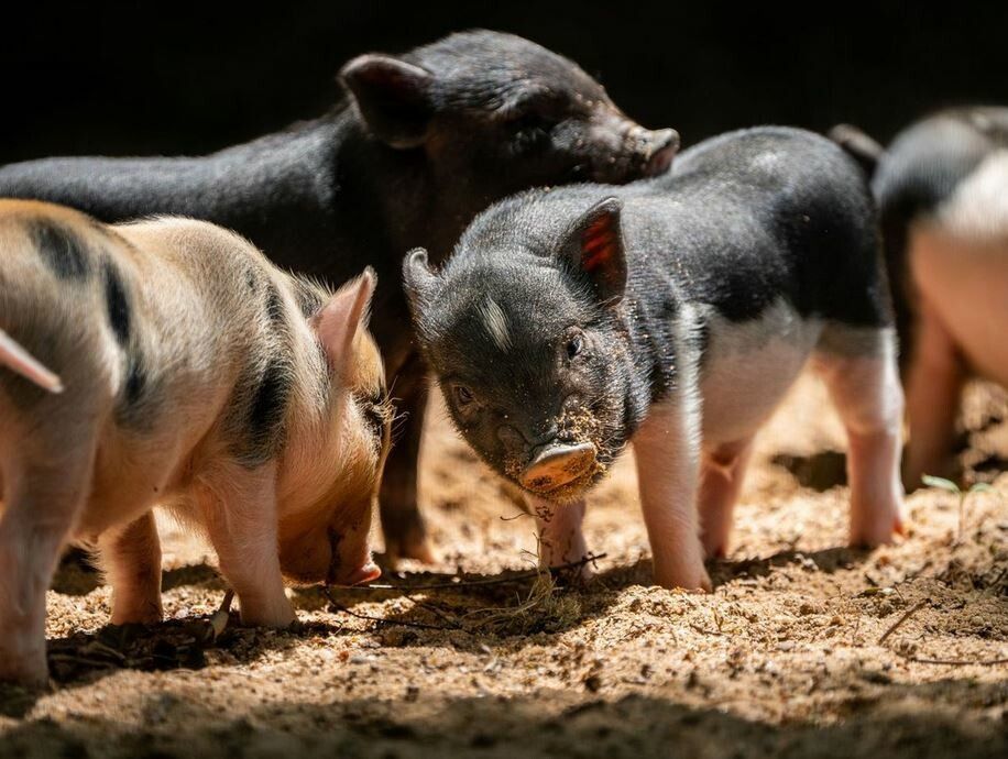 Minipig-Nachwuchs