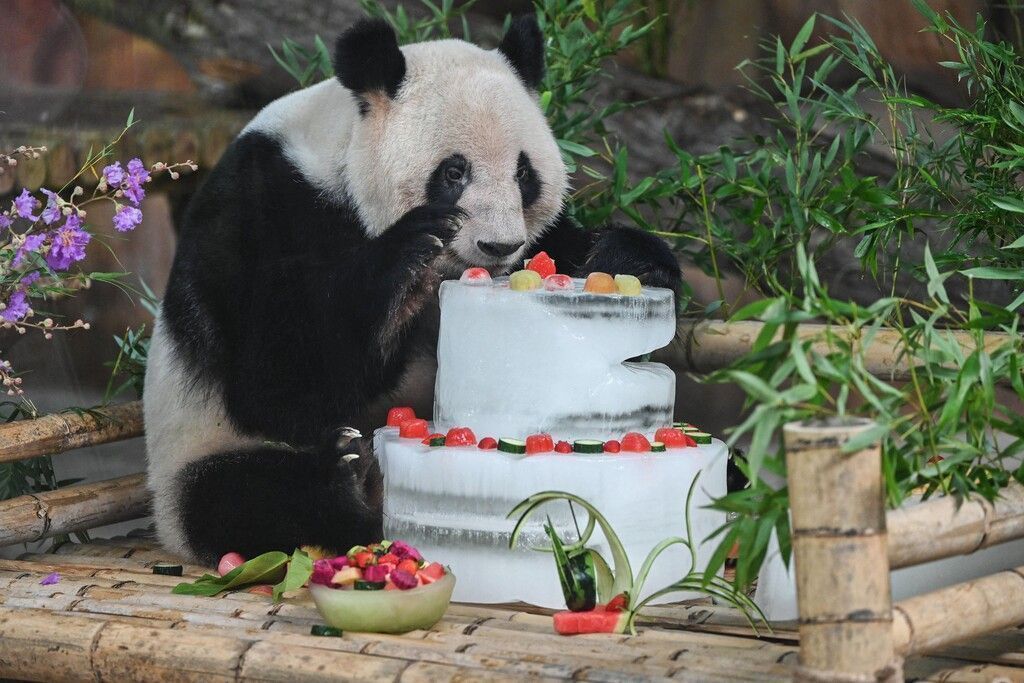 Torte zum Geburtstag