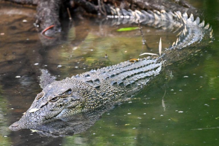 Im Sungei Buloh Wetlands Reserve, einem Nationalpark in Singapur, schwimmt ein Krokodil durch einen Fluss. AFP