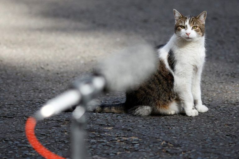 Kater Larry, oberster Mäusejäger des britischen Kabinetts, lässt sich in der Downing Street in London fotografieren. Reuters