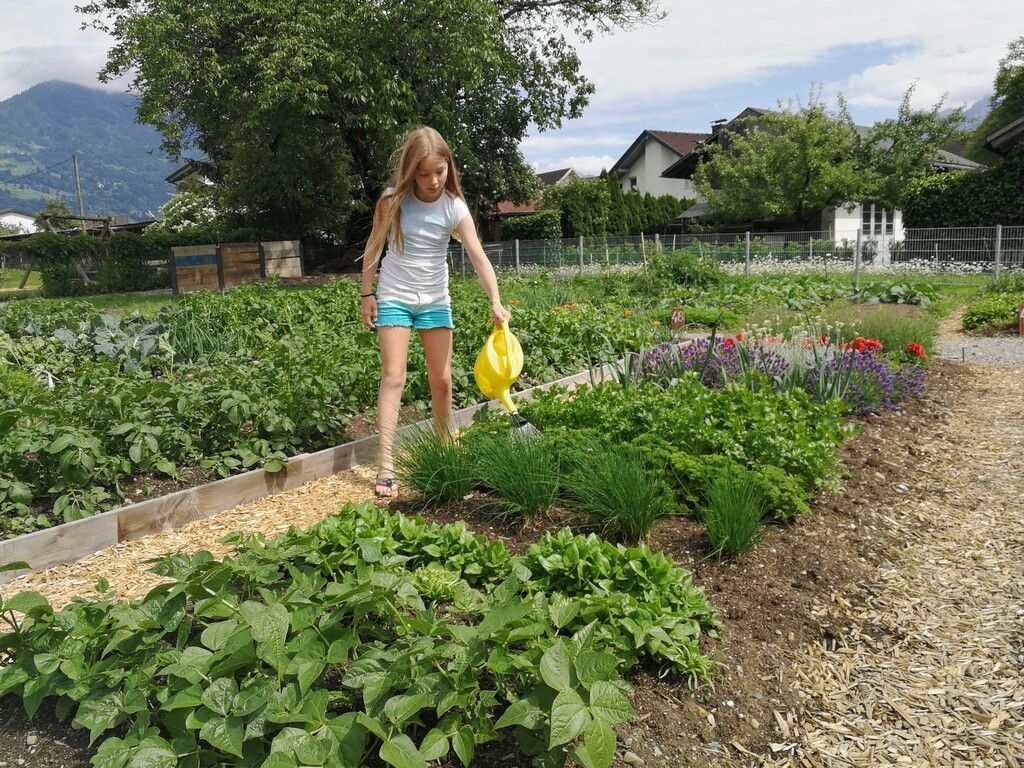 Frisches Gemüse aus dem Gemeindegarten