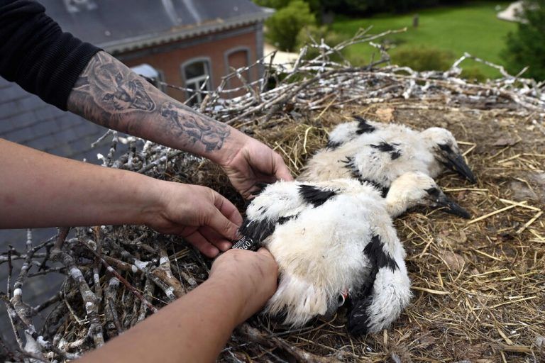 Mit Fußringen zur Identifikation werden diese Storchenküken im Planckendael Tierpark im belgischen Muizen ausgestattet. AFP
