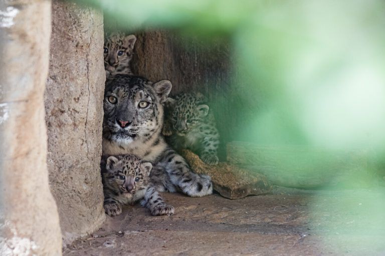 Schneeleoparden-Mutter Rangi kümmert sich liebevoll um ihren Nachwuchs. Zoo Basel