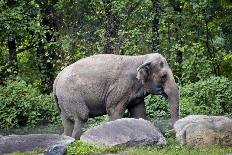 Tierschützer klagten darauf, die Elefantendame als Menschen einstufen zu lassen. AP