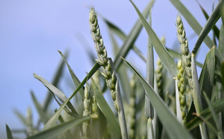 Wegen der Dürre wird in Italien die Pasta-Versorgung knapp. APA/Fohringer