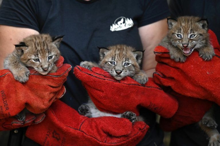Wenig Begeisterung bei den drei Luchsen im Tierpark Sainte-Croix in Ostfrankreich bei ihrer ersten Untersuchung. AFP
