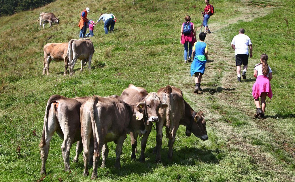 Kühe haben nichts gegen Wanderer, es sei denn &#8230;