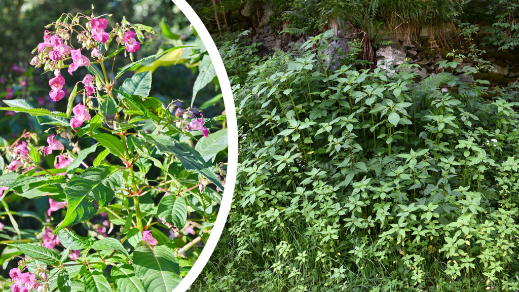 Wo Freiwillige gegen invasive Pflanzen vorgehen