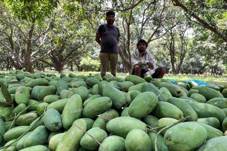 Arbeiter sortieren geerntete Früchte in Malihabad. Indien gilt als größter Mangoproduzent der Welt. AFP