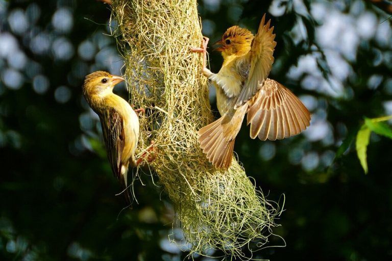 Auf einem Baum am Stadtrand von Ajmer, Indien, bauen sich zwei Bajaweber (Ploceus Philippinus) ein kunstvolles Nest. AFP