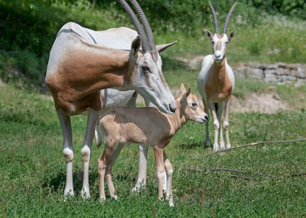 Nachwuchs bei  seltener Säbelantilope