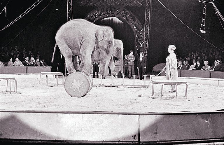 Bregenz, Circus Krone, 1969