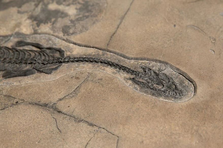 Schweizer Forscher entdecken neue Meeressaurier-Art