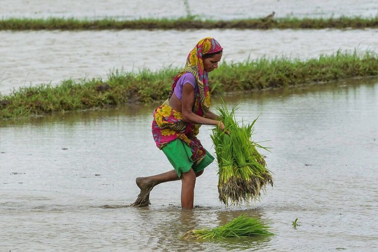 Eine Frau arbeitet auf einem Reisfeld außerhalb der Metropole Ahmedabad  im indischen Bundesstaat Gujarat. AFP