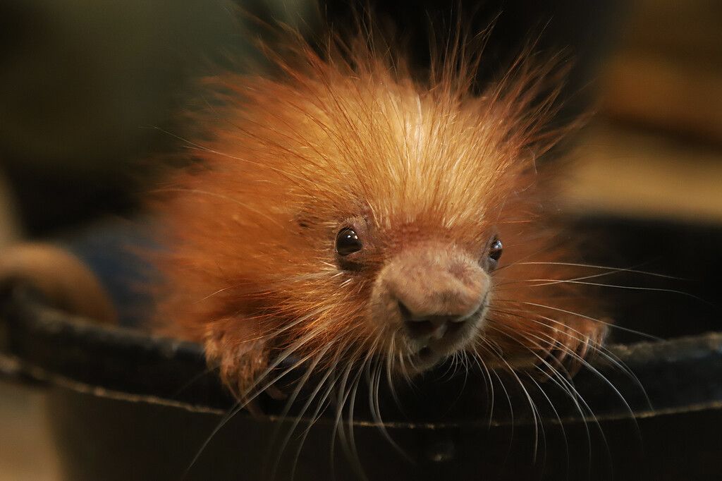 Putziges Kerlchen