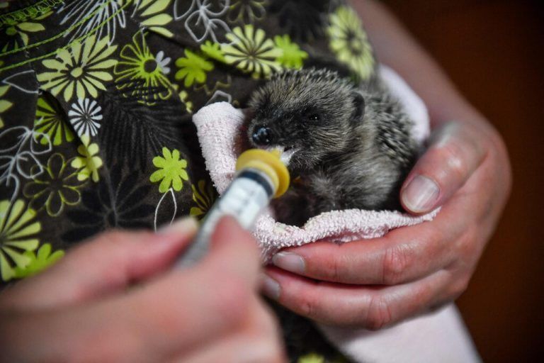 Igel sind für den Kreislauf der Natur sehr wertvoll.AFP