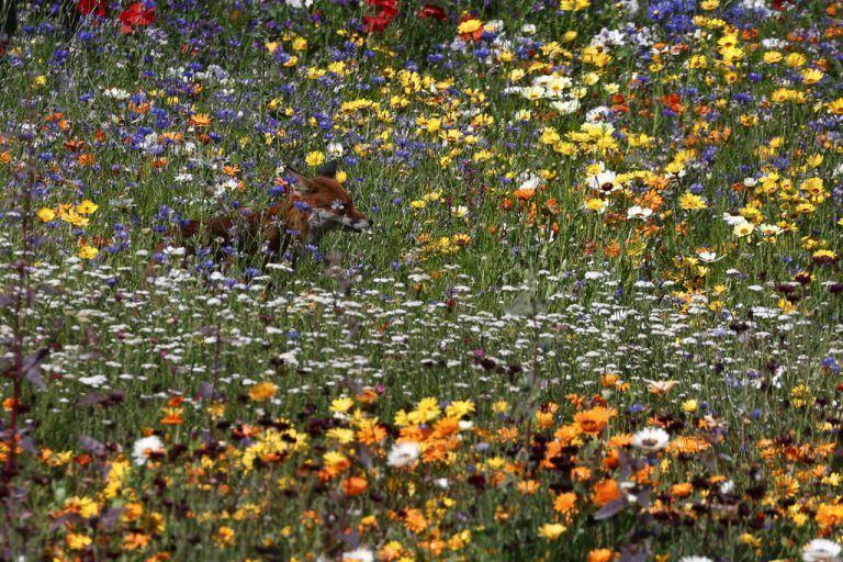 In der Blütenpracht der „Superbloom“-Installation beim Tower of London hat es sich ein Fuchs gemütlich gemacht. Reuters