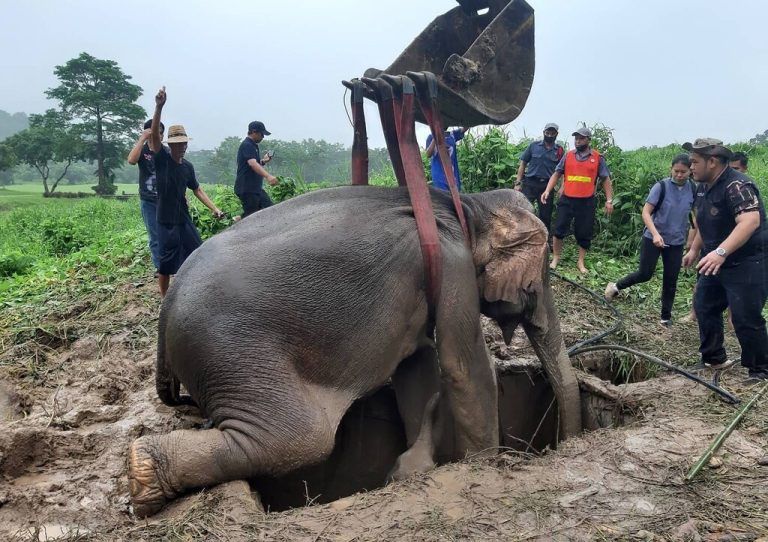 Missliche Lage: Diese Elefantedame ist in Zentralthailand in ein Loch gefallen und musste mithilfe eines Baggers befreit werden. AFP