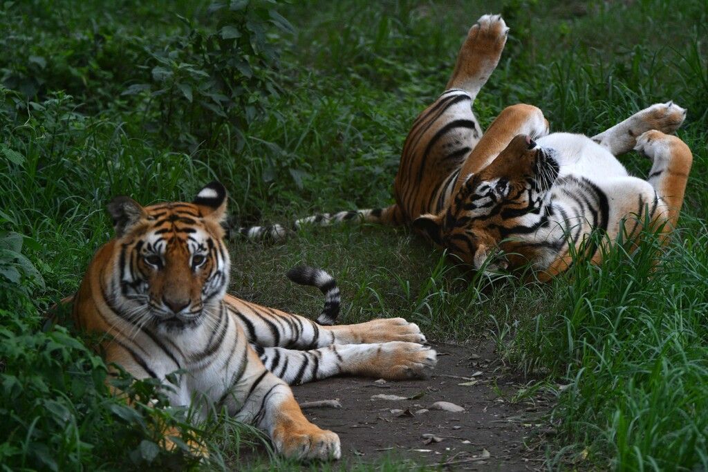 Nepal hat seine Tigerpopulation in zehn Jahren fast verdreifacht
