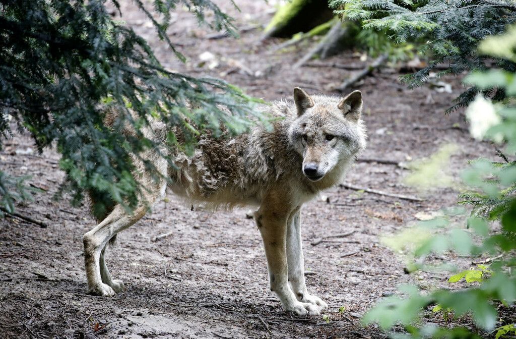 Immer mehr Wolfsrudel in Alpen