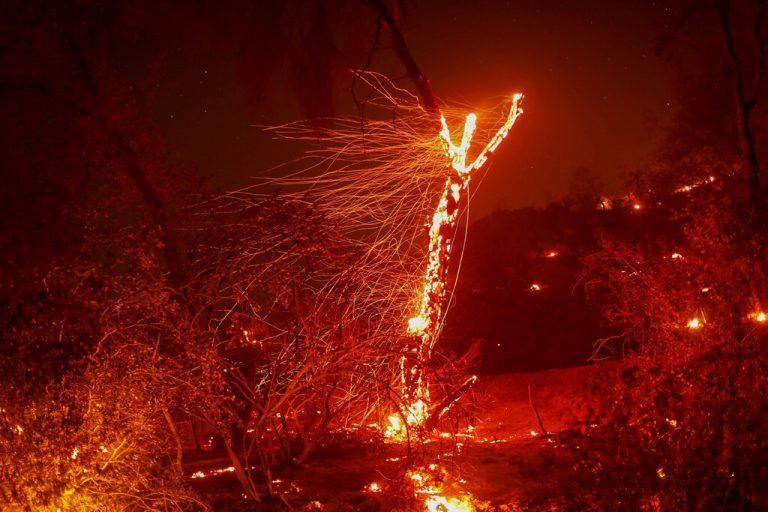 Bäume in Flammen: Das 