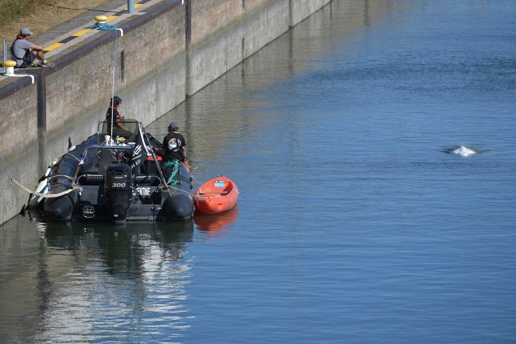 Hilfe für verirrten Wal in der Seine