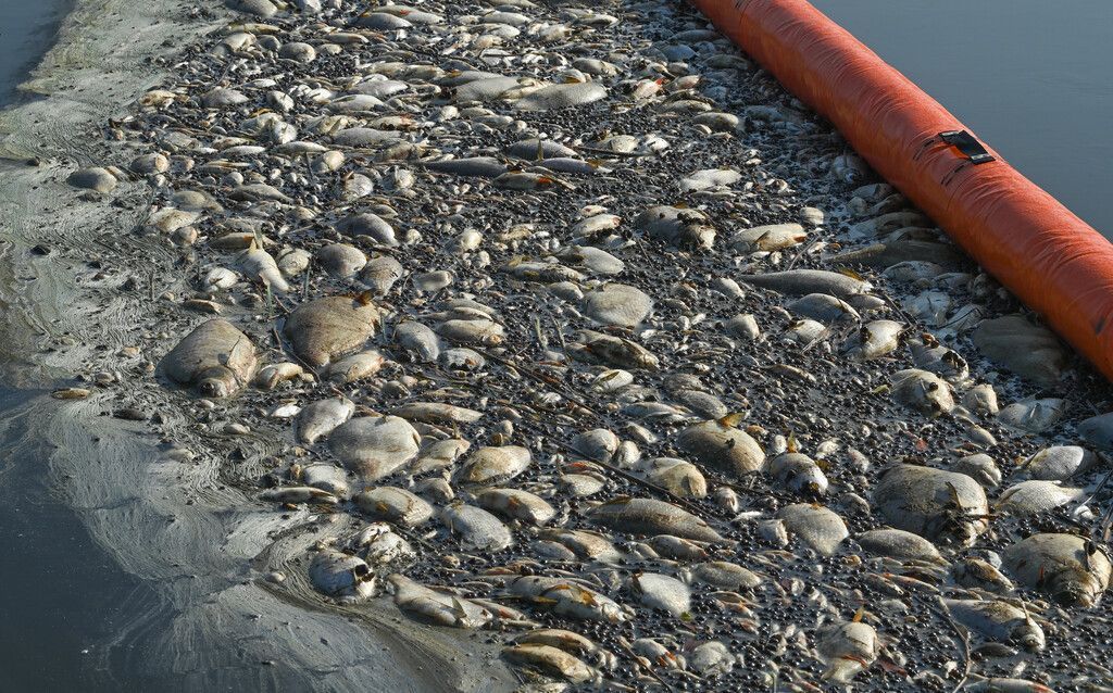 Giftige Algen in Oder mögliche Ursache für Fischsterben