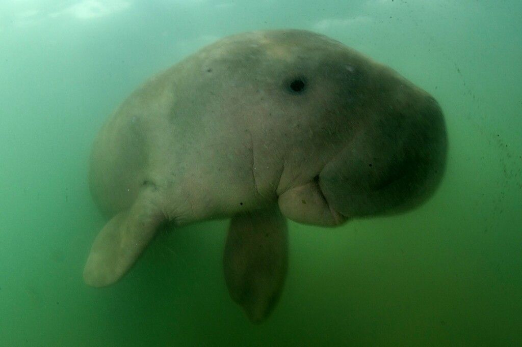 Forscher erklären Dugong-Seekühe in China für ausgestorben