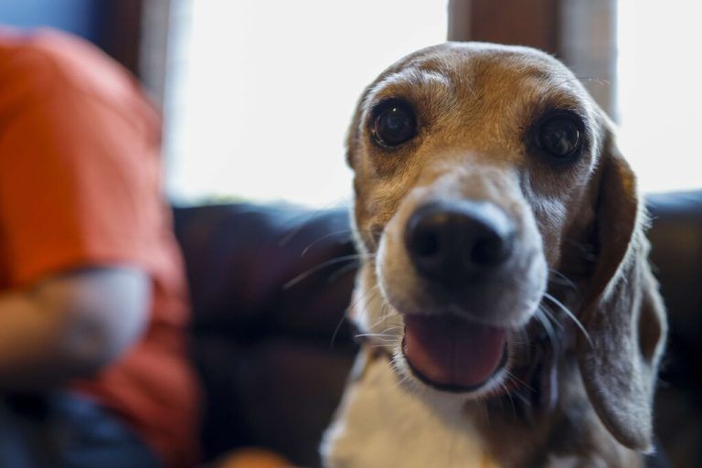 „Einohrhund“ Beyonce sucht ein Zuhause. Gemeinsam mit 4000 anderen Beagles wurde sie aus einem US-Labor in Virginia befreit. AFP