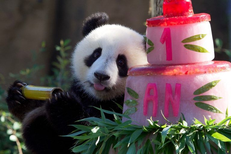 Erster Geburtstag